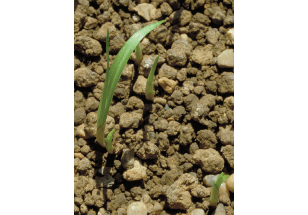 Сыть съедобная