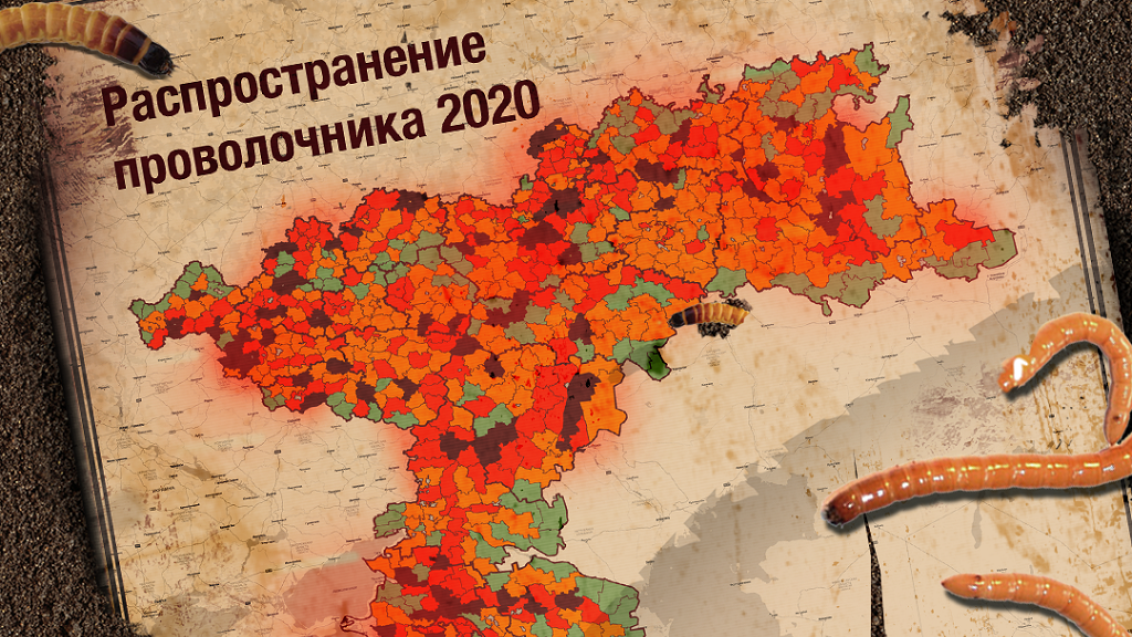Многолетние вредители полей: проволочник