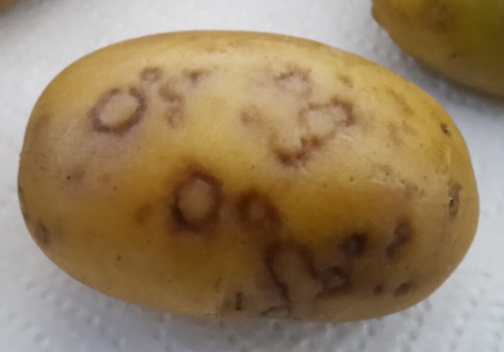 Y-вирус картофеля (PVY)