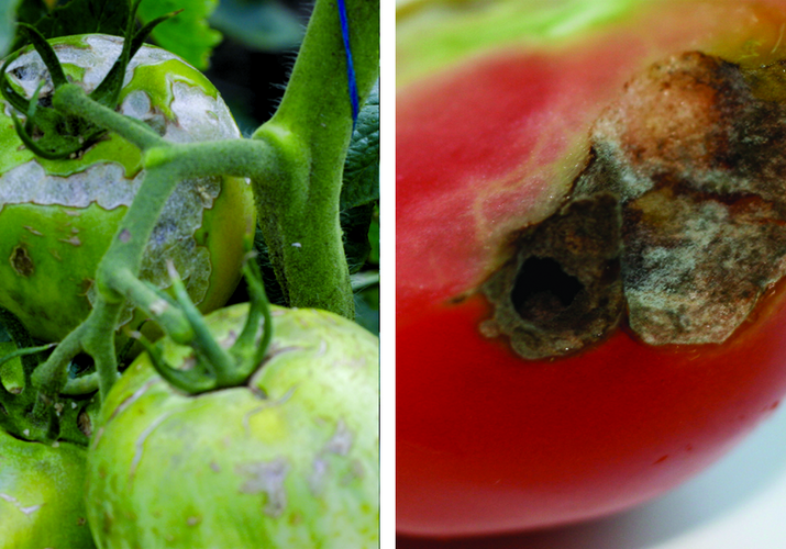 Совка хлопковая