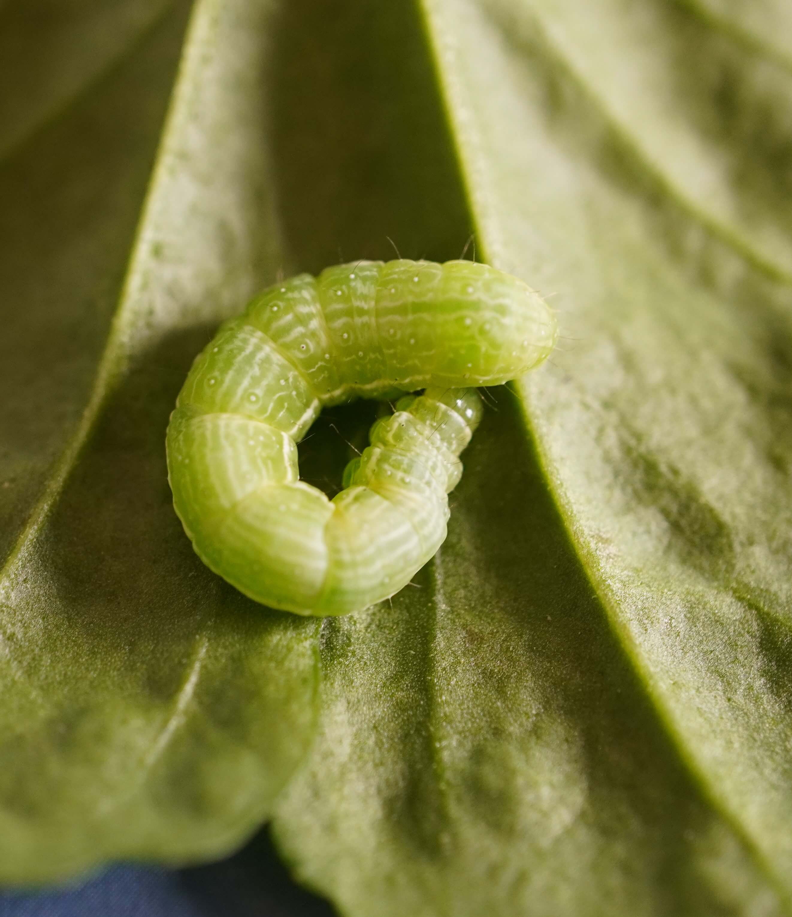 Листогрызущие совки