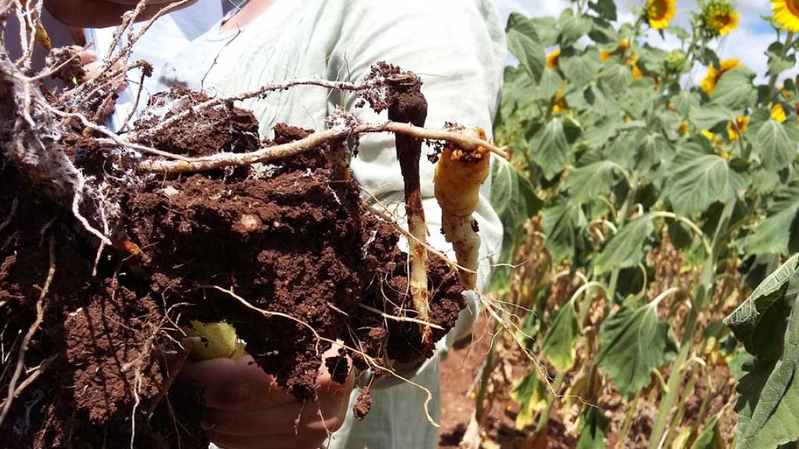7 мифов о заразихе на подсолнечнике