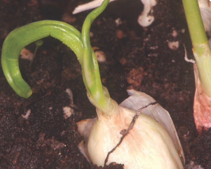 Клещ четырёхногий луковый или чесночный