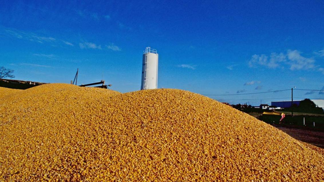 Силосная кукуруза, фото