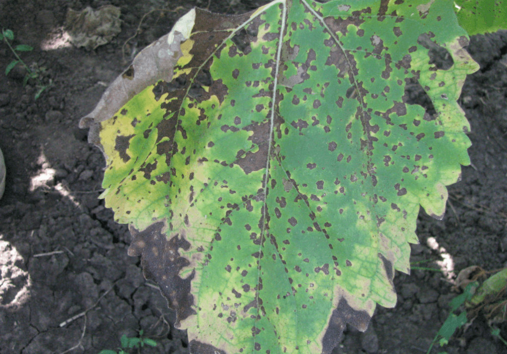 Септориоз (бурая пятнистость) подсолнечника