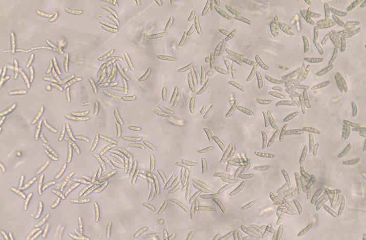 Фузариозная корневая и прикорневая гниль