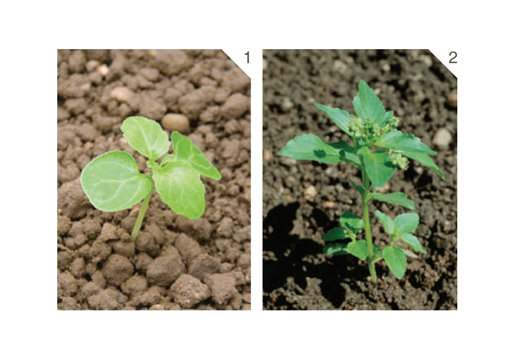 Пролесник однолетний