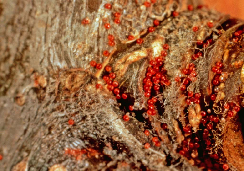 Красный плодовый клещ