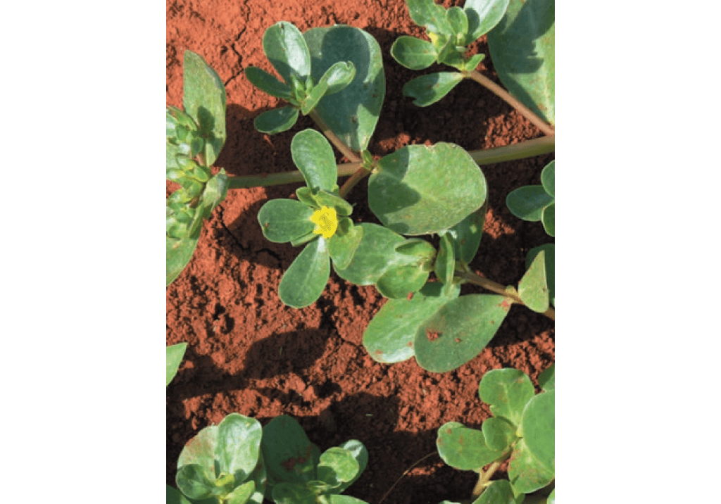 Портулак огородный