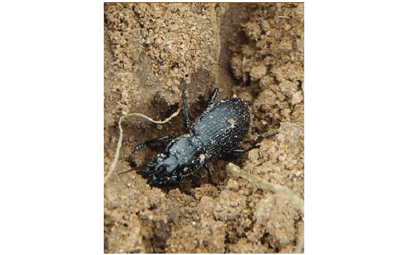 Проволочники (личинки жуков-щелкунов)