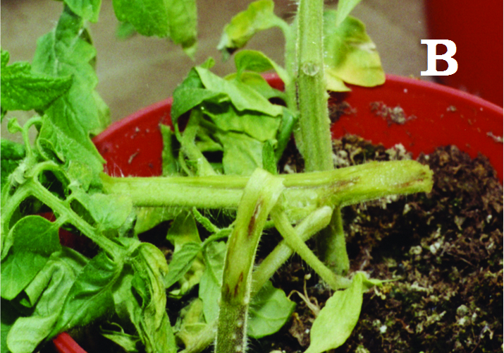 Фузариозное увядание томата