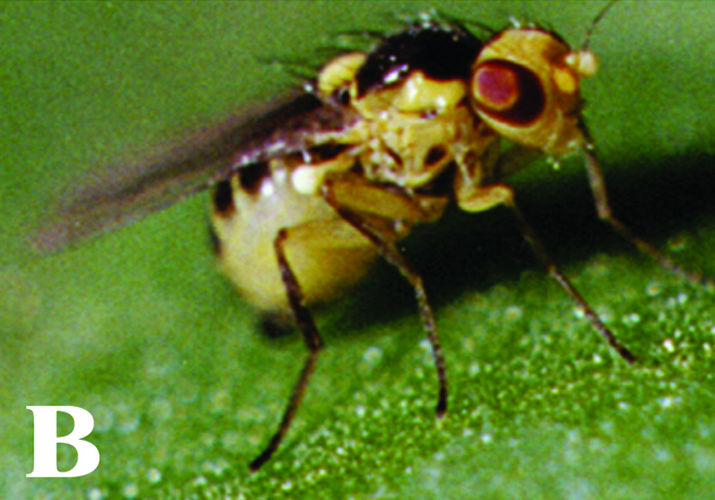 Минёр паслёновый