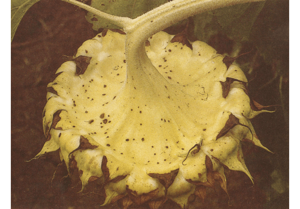 Альтернариоз (темно-бурая пятнистость) подсолнечника