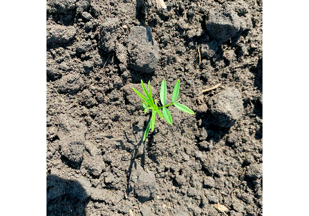 Горошек мышиный