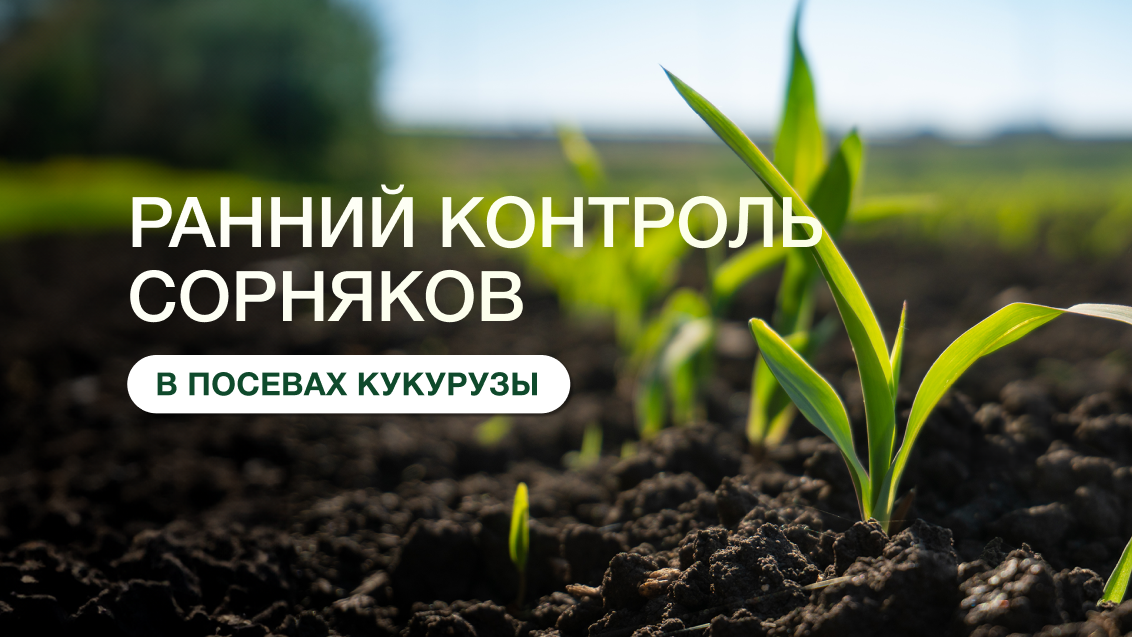 ЛЮМАКС®: эффективная защита кукурузы от старта до финиша