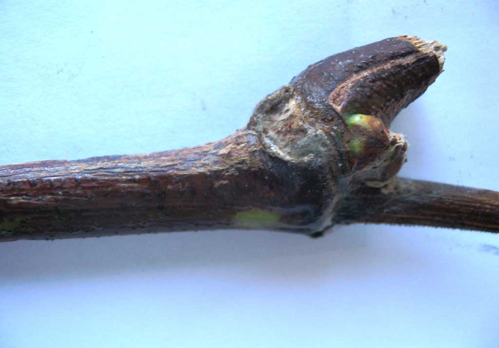 Розовая плесневидная гниль винограда