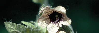 Белена черная