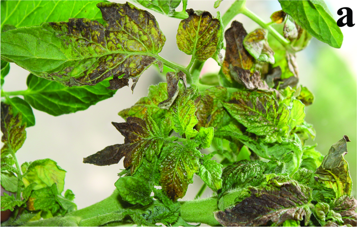 Бронзовость, или пятнистое увядание томата