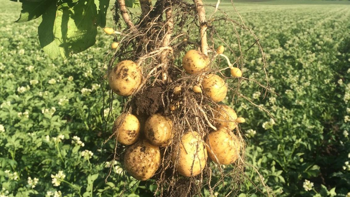 Эффективная система защиты картофеля от фитофтороза и альтернариоза