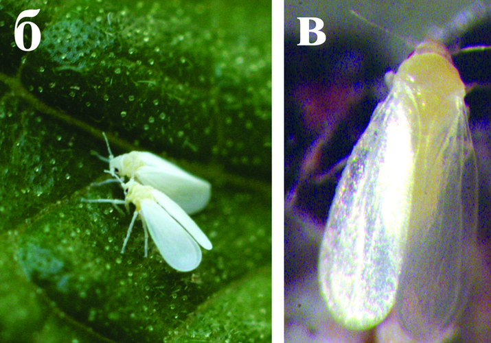 Белокрылка тепличная, или оранжерейная