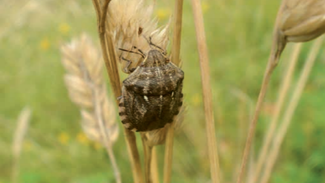 Поздний старт озимых: как сохранить урожай?