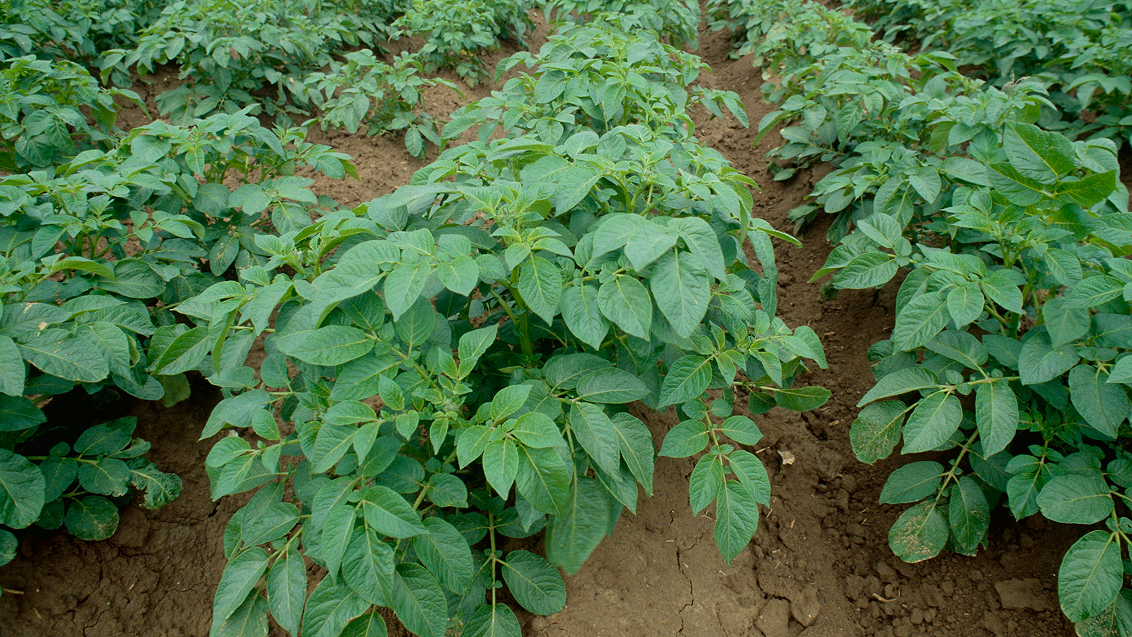 Технология опрыскивания картофеля