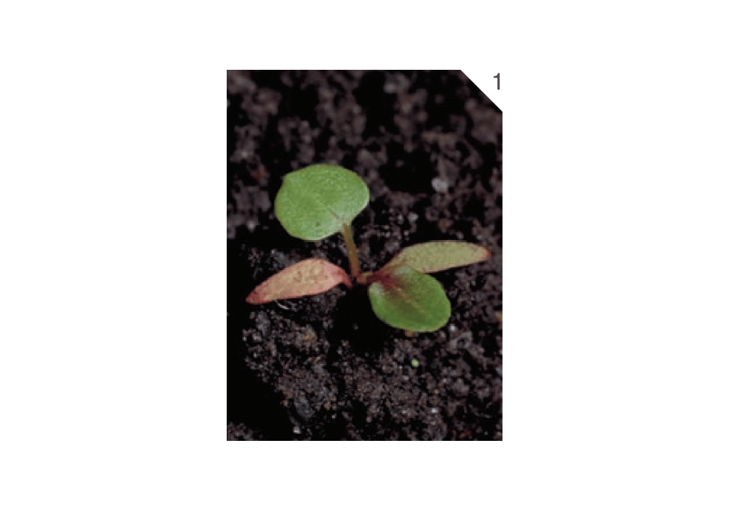 Щавель курчавый