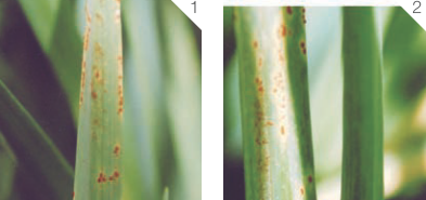 Ржавчина лука