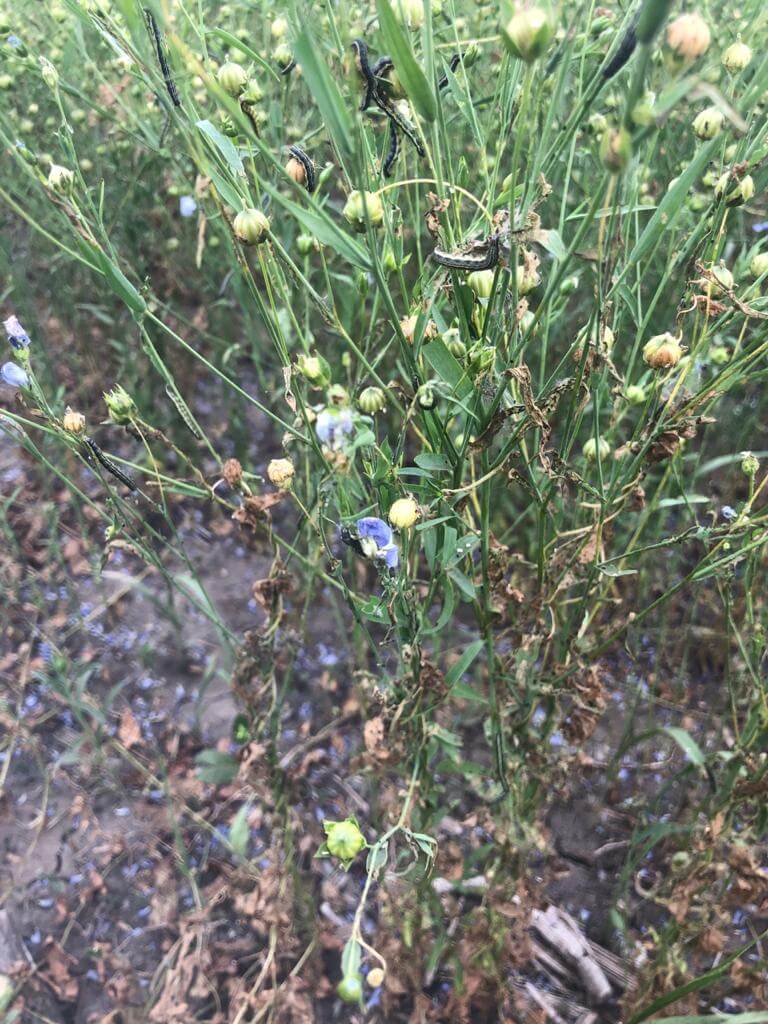 Луговой мотылек