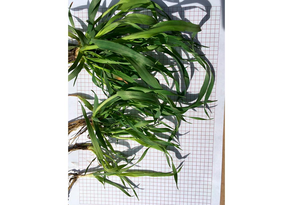 Овсюг Людовика