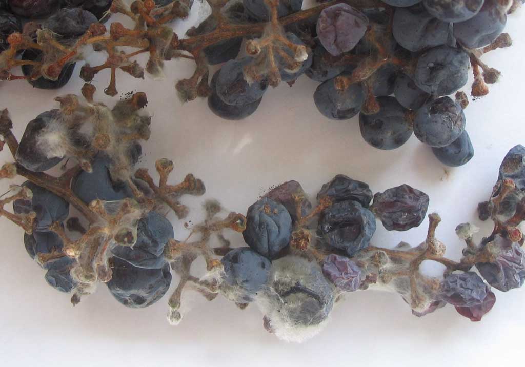 Розовая плесневидная гниль винограда