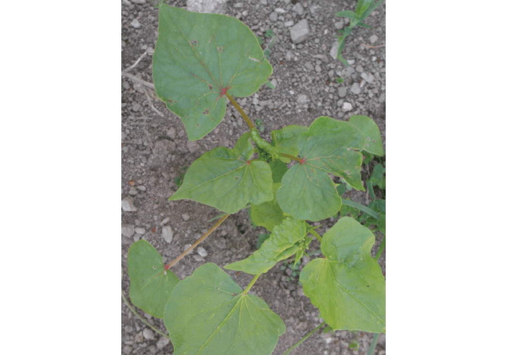 Гречиха татарская