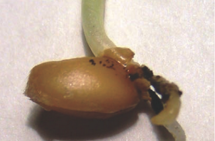 Питиозная корневая гниль