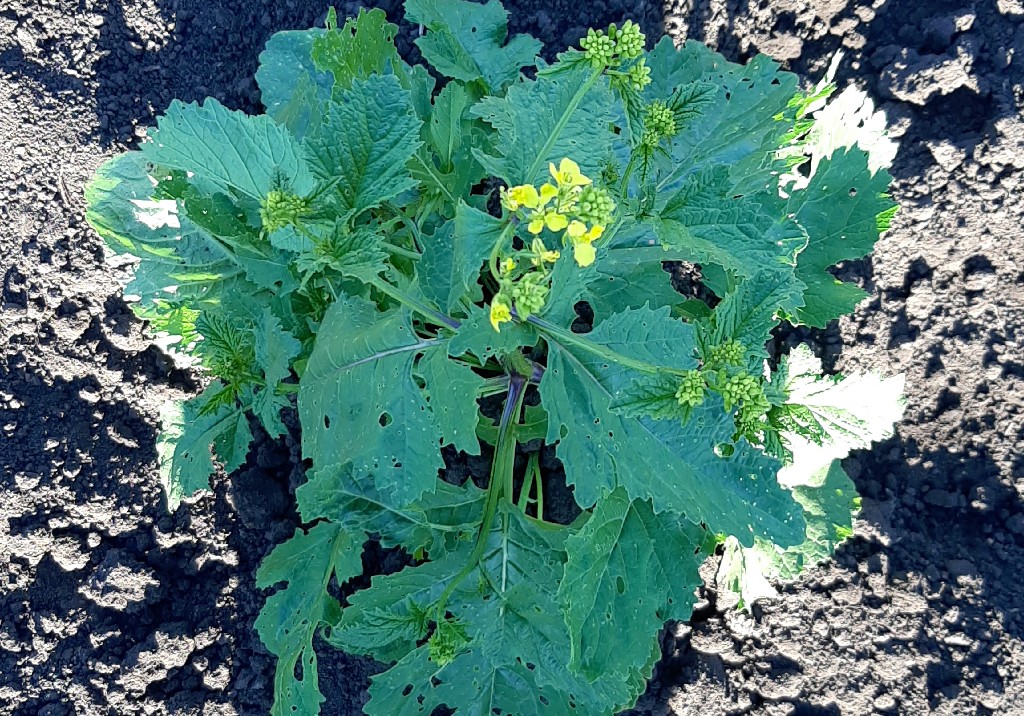 Горчица полевая