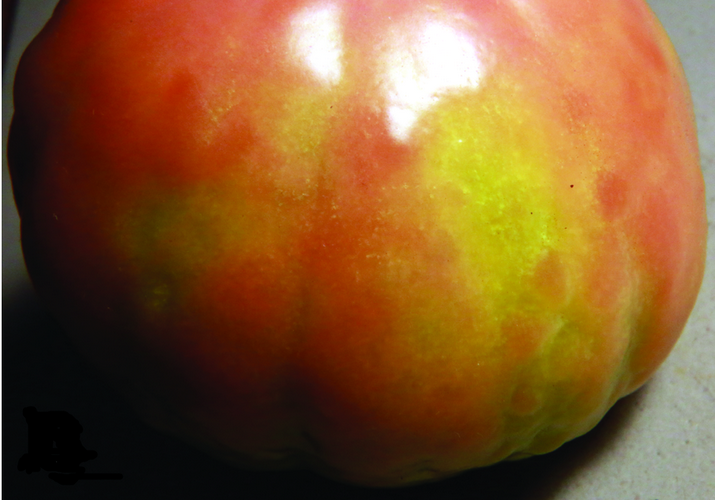 Мозаика пепино