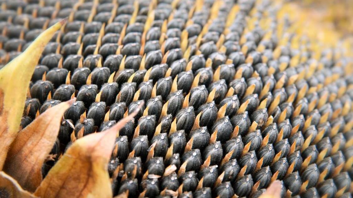 Новые засухоустойчивые гибриды «Сингенты»: СИ Розета® КЛП и Сузука®