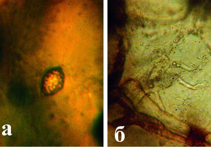 Фитофтороз паслёновых