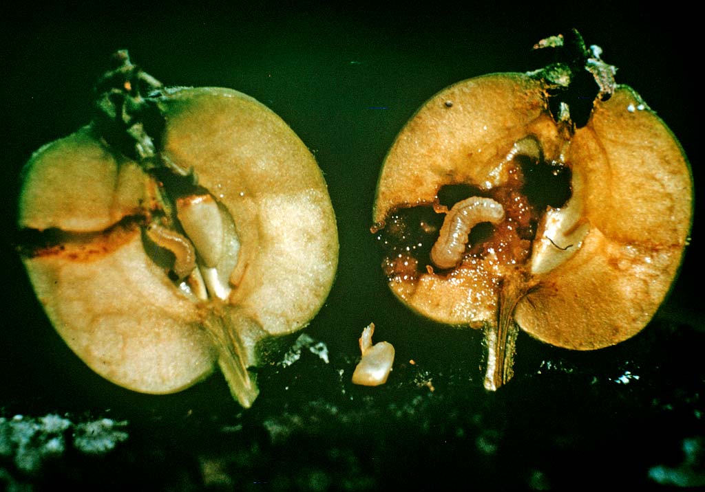 Яблонный плодовый пилильщик