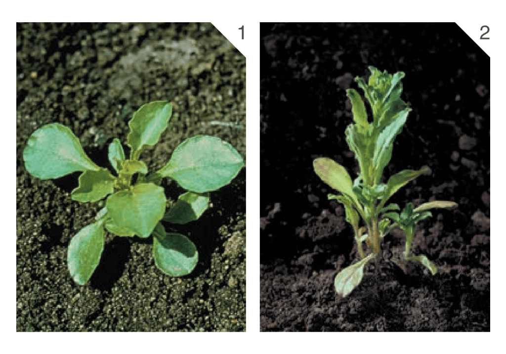 Зеркало девичье / Зеркало Венеры