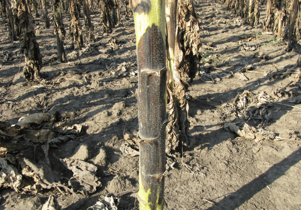 Фомоз стебля подсолнечника