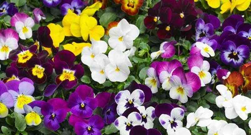 Каталоги цветочных культур