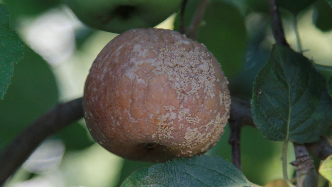 Монолиоз или плодовая гниль