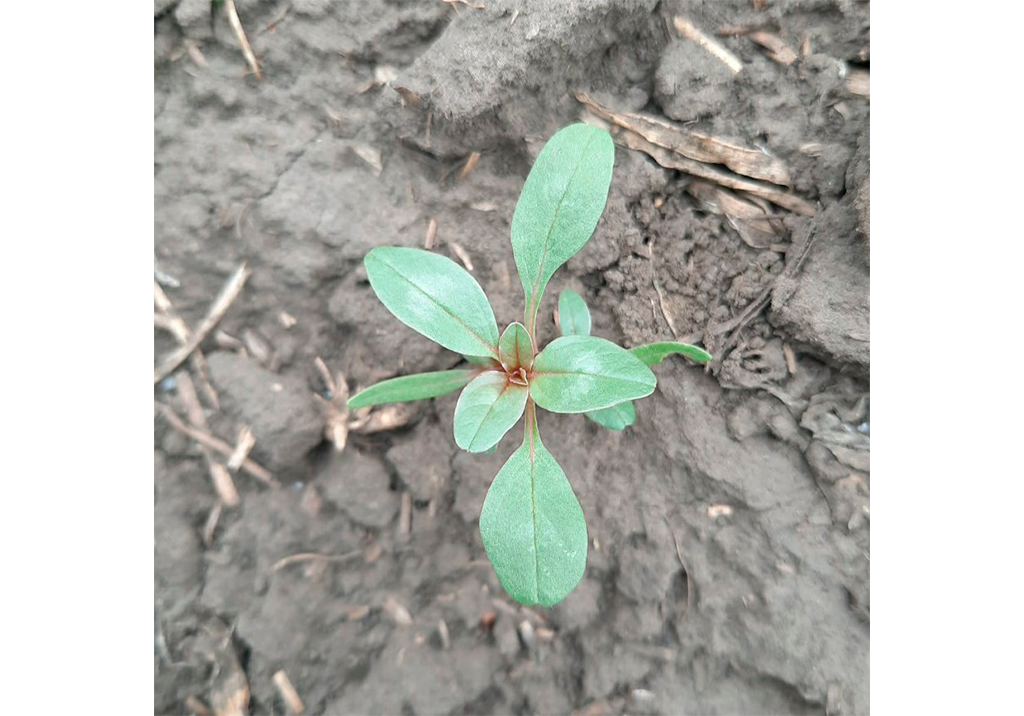 Щирица жминдовидная