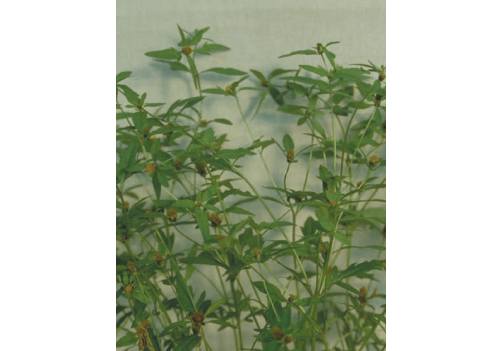 Череда волосистая