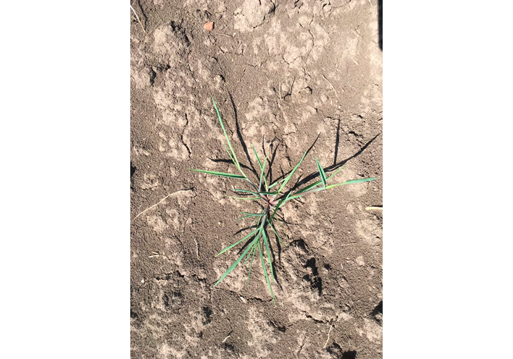 Лисохвост мышехвостниковидный