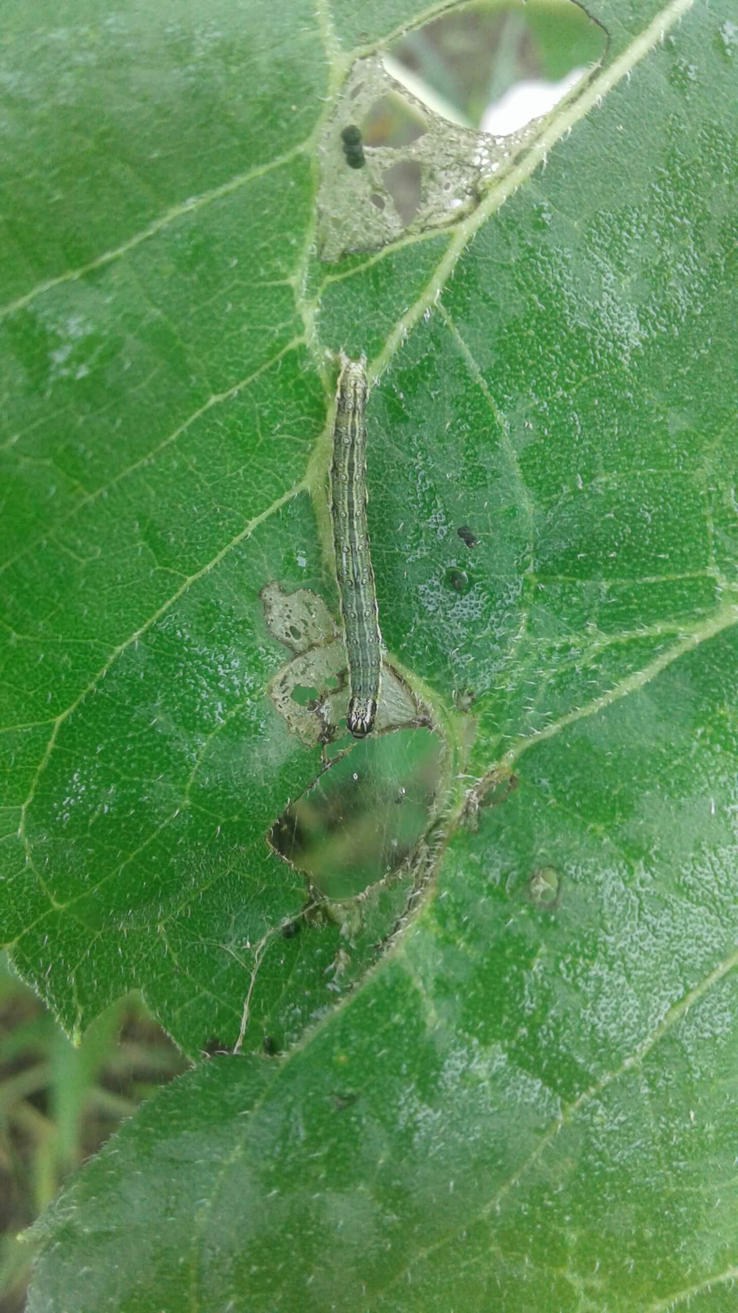 Луговой мотылек