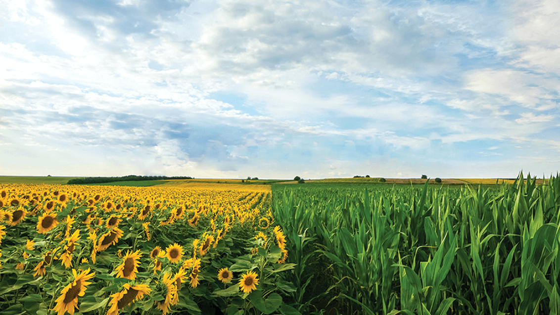 Обновление портфеля гибридов подсолнечника и кукурузы