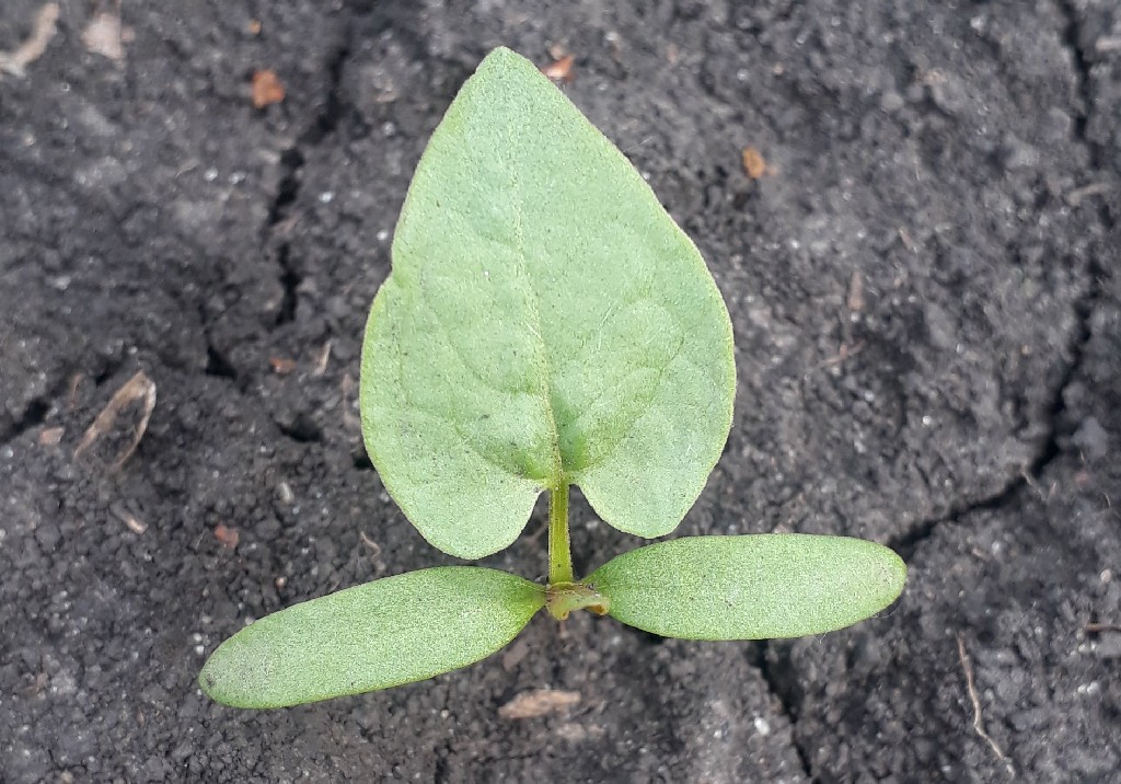 Горец вьюнковый