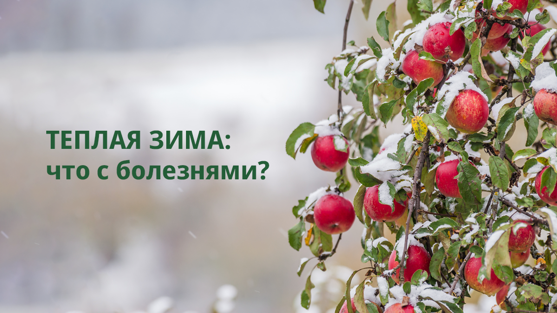 Болезни адаптируются к потеплению. Что делать садоводам?