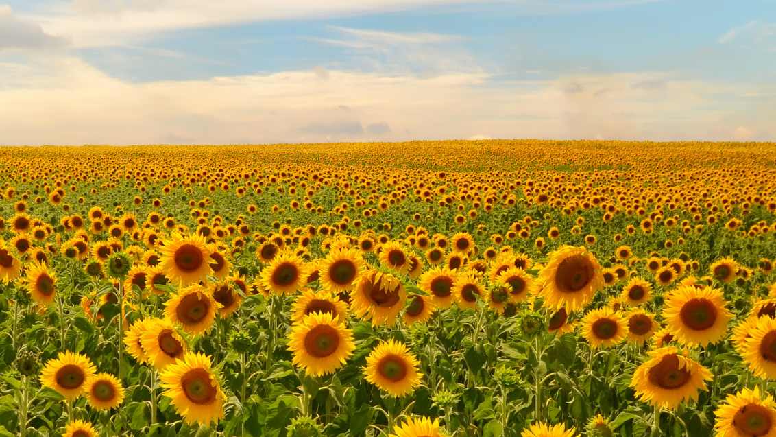 Защита + физиологический эффект